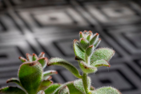 Close-up of a succulent plant on a black background.の写真素材