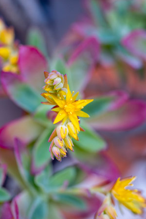 Succulent plant with yellow flowers, close-up, selective focusの写真素材