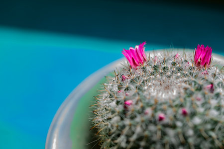Cactus with pink flower in pot on blue background, selective focusの写真素材
