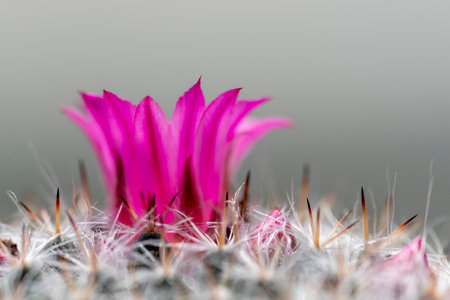 Close up of cactus with pink flower, Mammillaria sp.の写真素材