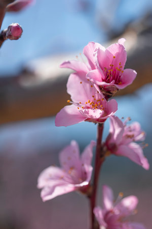 Peach blossom in spring, close-up of pink flowersの写真素材