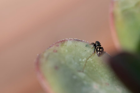 spider on a leaf of cactus in the garden. macro