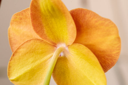 Orange orchid on a light background. Close-up. Macroの写真素材