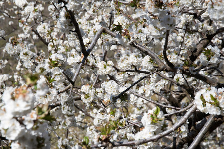 cherry blossom in spring time, closeup of white flowers
