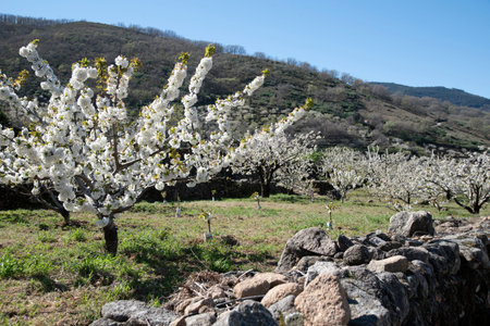 Peach blossom in spring, South Korea, Jeju Island