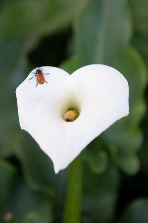 Beautiful white calla lily in the garden, stock photoの写真素材
