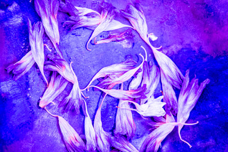 Purple petals of crocus flowers on a blue background.の写真素材