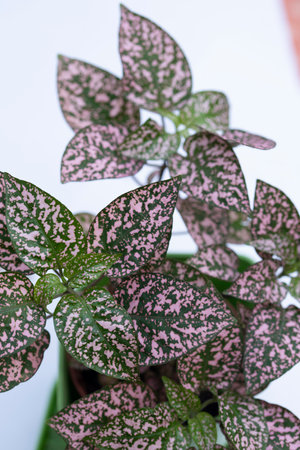 Caladium is a genus of plants in the Aglaonema family.の写真素材