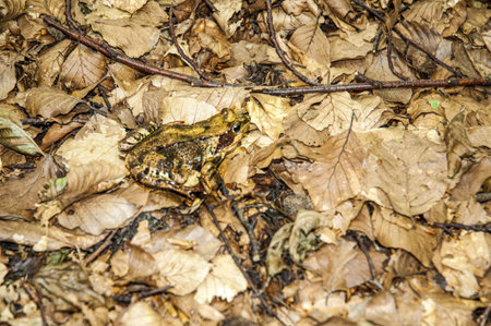 Frog sitting on the ground in autumn forest. Close up.の写真素材