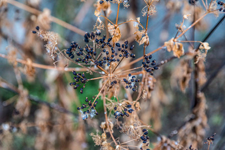 Dry plants in the garden. Autumn season. Selective focus.の写真素材