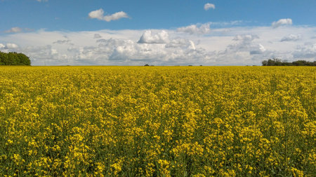 A field of yellow rapeseed with a blue sky and white clouds