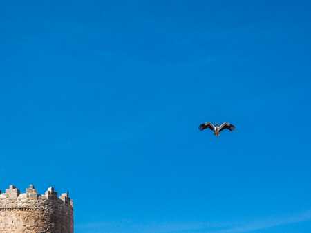 Pinnacle of a town wall and flying stork on blue skyのeditorial素材