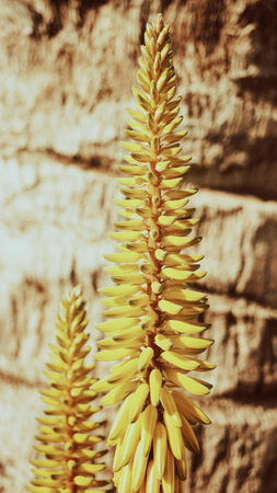 Closeup of the blossoms of Aloe Vera plantの写真素材