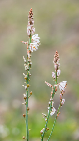 Closeup of a hollow-stemmed asphodel, Asphodelus fistulosusの写真素材