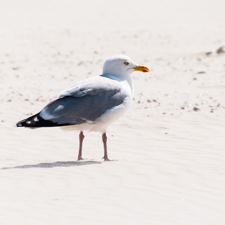 Closeup of a herring gull, Larus argentatusの写真素材