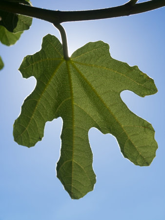 Closeup of the leaf of a fig at backlight