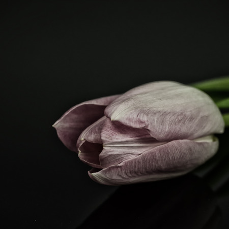 Pink blossom of tulip mirrored and isolated on blackの写真素材