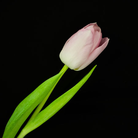 Pink tulip  isolated on black backgroundの写真素材