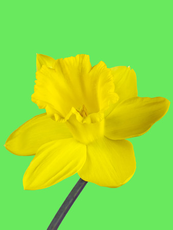 Closeup of the yellow blossom of a daffodil isolated on green backgroundの写真素材