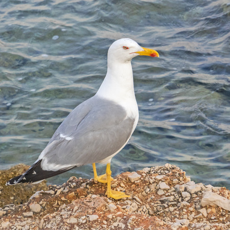 Closeup of one herring gull, Larus argentatusの写真素材