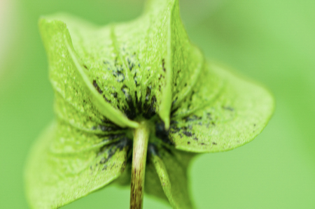 close up of the green seed capsule of Nicandra physaloides in front of green backgroundの写真素材