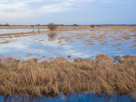 Flooded meadows at swamp Teufelsmoor in Germany near city Worpswedeの写真素材