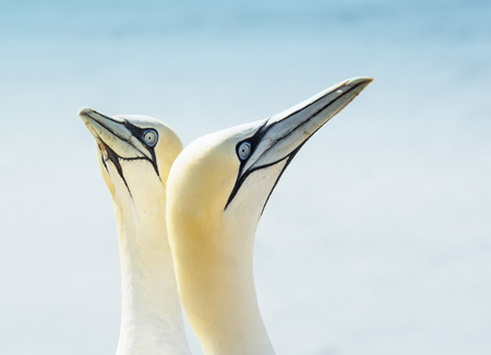 Close-up of two Northern gannets, Morus bassanusの写真素材