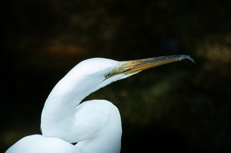 close-up of a little egret