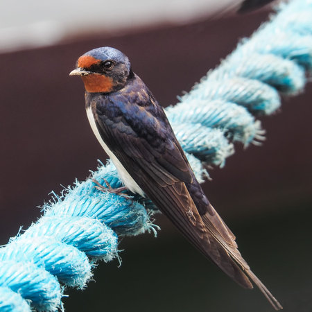 close-up of a barn swallow