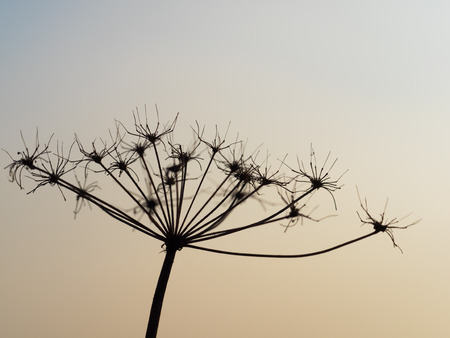 Silhouette of the faded blossom of a wild carrot at sunsetの写真素材