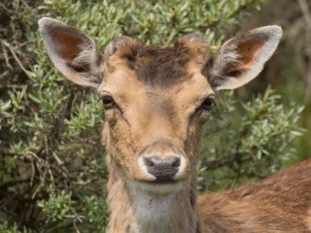 Portrait of a fallow deer  in the Amsterdam water supply dunes near to Amsterdam and Zandvoortのeditorial素材