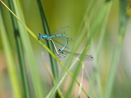 Two dragonflies, Coenagrion puella, in copulatory wheelのeditorial素材