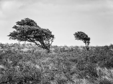 Two hawthorne bushes in the dunes of district Waterleidingduinen near to the cities Zandvoort and Amsterdam in the Netherlands, monochromeのeditorial素材