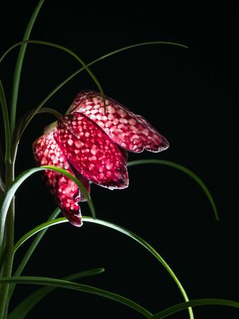 Close-up of the blossom of a snake's head flower isolated on blackの写真素材