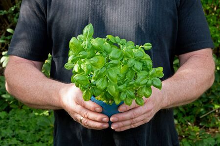 Two masculine hands are holding a pot with basilの写真素材