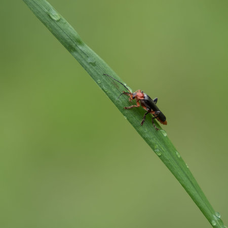 Close-up of a soldier beetle (Cantharidae) on a blade of grass
