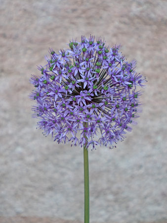 Close-up of the blossom of a leek, Allium