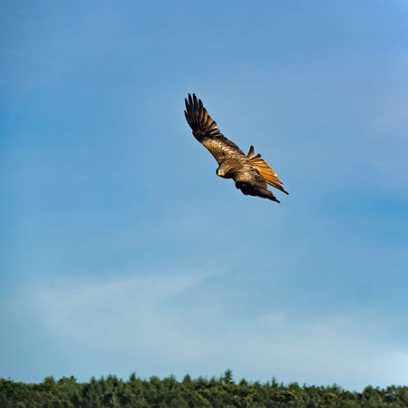 Red kite (Milvus milvus) in flight in front of blue sky