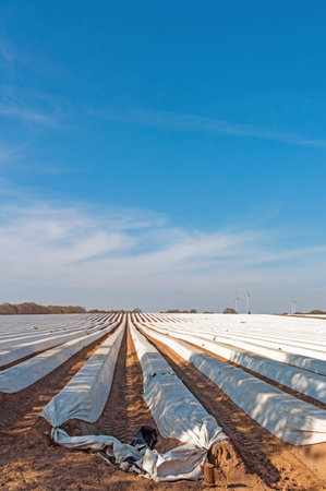 Asparagus field with foil cover in Lower Saxony, North Germanyの写真素材