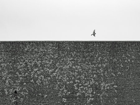 A small bird flies over a big wall to freedomの写真素材