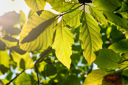 Green leaves on the tree in the morning light. Nature background.の素材