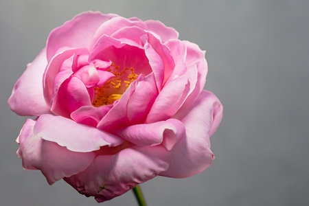 Beautiful pink rose on gray background, closeup. Floral backgroundの素材