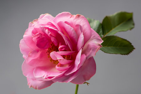 pink rose on gray background, studio shot, close-upの素材