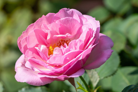 Beautiful pink rose in the garden, closeup of photo.の素材