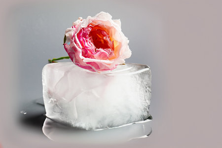 Ice cube with pink rose on gray background. Shallow depth of fieldの素材