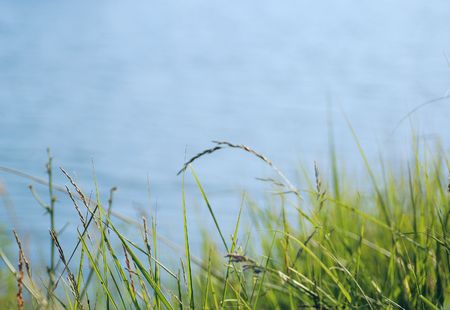 Green Grass and Blue Water, backgroundの写真素材