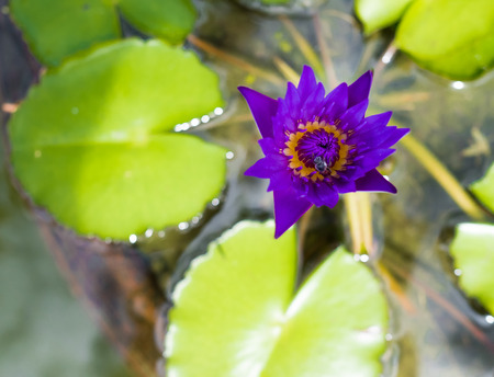 bee on a puple flowerの写真素材