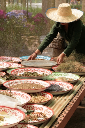 selecting seeds by gadenerの写真素材