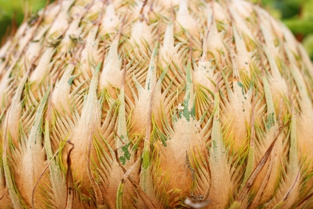 cycas cone at Laos people house, Laung Pha Bang