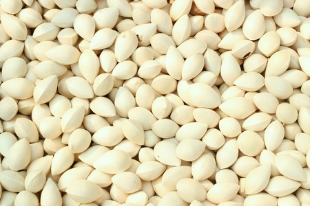 Ginkgo seed backgroundの写真素材